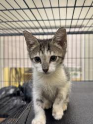 Shelter Stray Female Cat last seen Near 15th PL SW, Vero Beach, FL, 6230 77th St, Vero Beach, FL 32967, USA