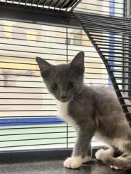 Shelter Stray Male Cat last seen Near 15th PL SW, Vero Beach, FL, 6230 77th St, Vero Beach, FL 32967, USA