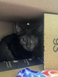 Shelter Stray Female Cat last seen Near 15th PL SW, Vero Beach, FL, 6230 77th St, Vero Beach, FL 32967, USA