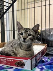 Shelter Stray Female Cat last seen Near 15th PL SW, Vero Beach, FL, 6230 77th St, Vero Beach, FL 32967, USA
