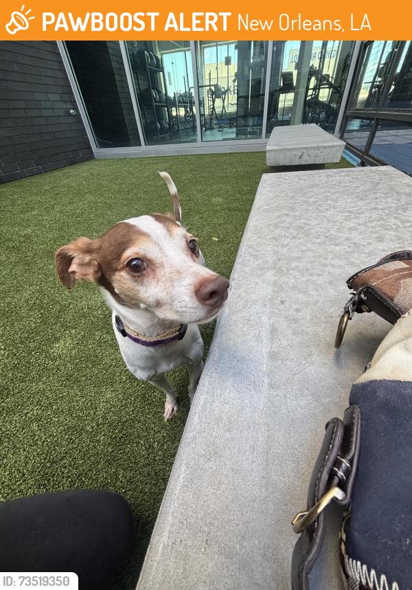 Found/Stray Male Dog last seen South Claiborne, New Orleans, LA 70125