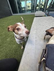 Found/Stray Male Dog last seen South Claiborne, New Orleans, LA 70125