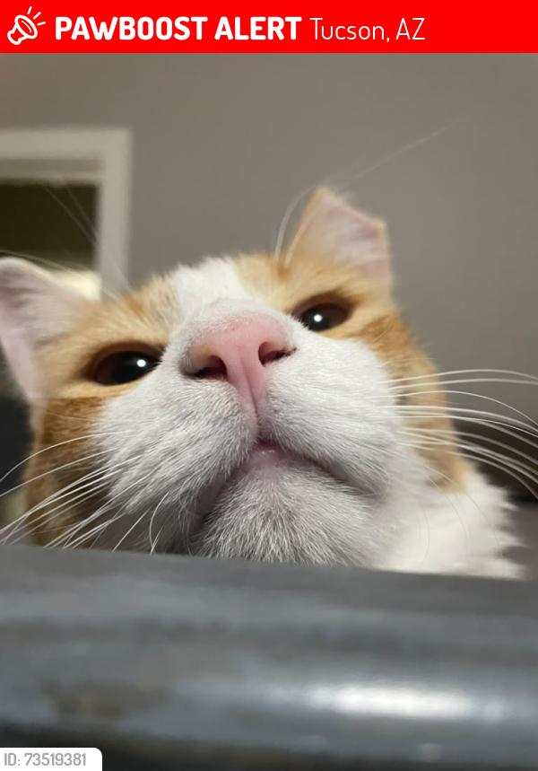 Lost Male Cat last seen ajo and mission, Tucson, AZ 85713