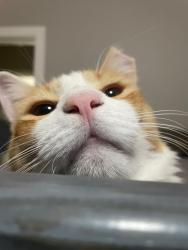 Lost Male Cat last seen ajo and mission, Tucson, AZ 85713