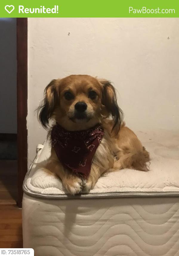 Reunited Male Dog last seen S. Nicolet Rd & S. Van Dyke Rd near the Mobil Gas Station., Appleton, WI 54914