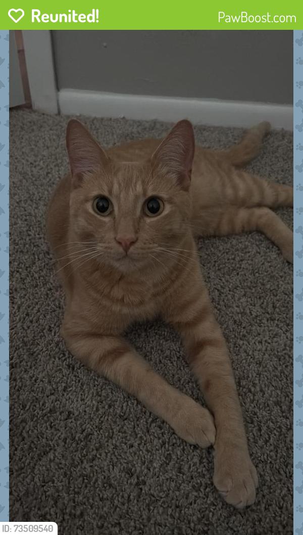 Reunited Male Cat last seen The HEB on West and Blanco (right behind our complex), Solara apmts (our complex), and Distinction apmt homes (on Parliament street), San Antonio, TX 78213
