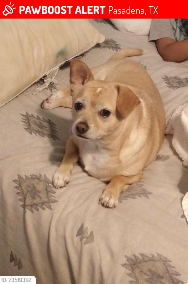 Lost Male Dog last seen Deepwater, Pasadena, TX 77503