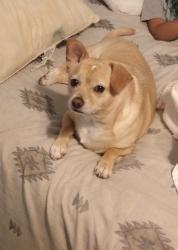 Lost Male Dog last seen Deepwater, Pasadena, TX 77503