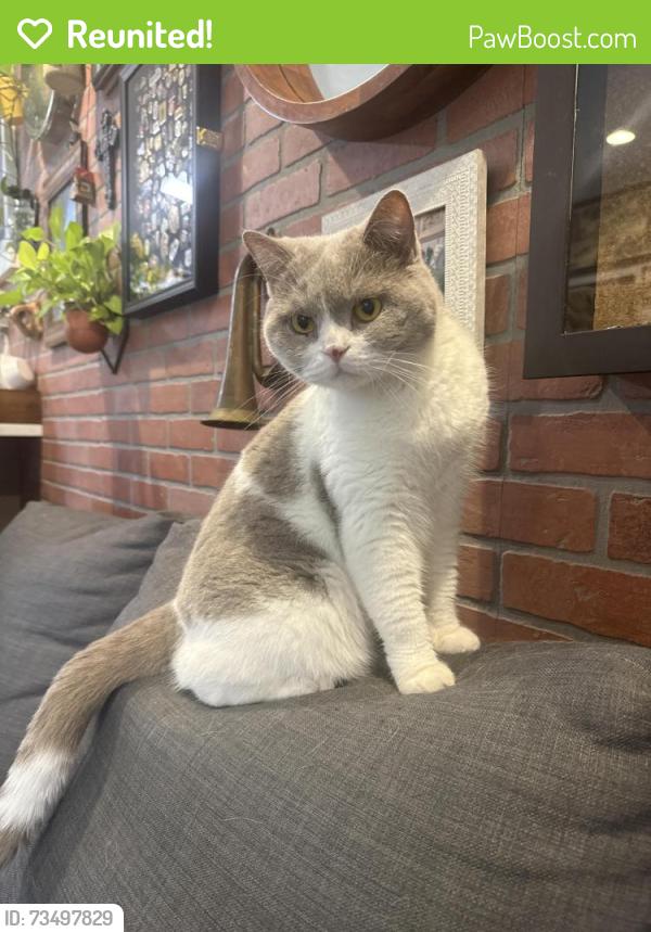 Reunited Male Cat last seen Near maren lane buford gerogia 30518, Buford, GA 30518