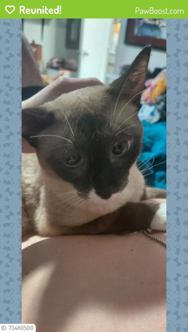 Reunited Female Cat last seen Crossing at Cherry, Tomball, TX 77375