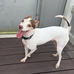 Lost Male Dog last seen Magnolia St and Felicity St,, New Orleans, LA 70113