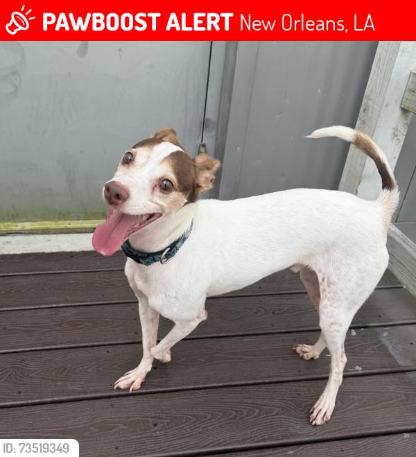 Lost Male Dog last seen Magnolia St and Felicity St,, New Orleans, LA 70113