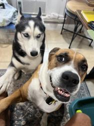 Lost Male Dog last seen Woodlawn lake, San Antonio, TX 78228