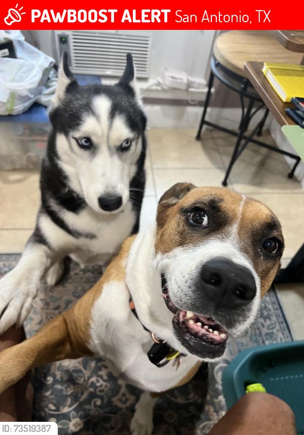 Lost Male Dog last seen Woodlawn lake, San Antonio, TX 78228