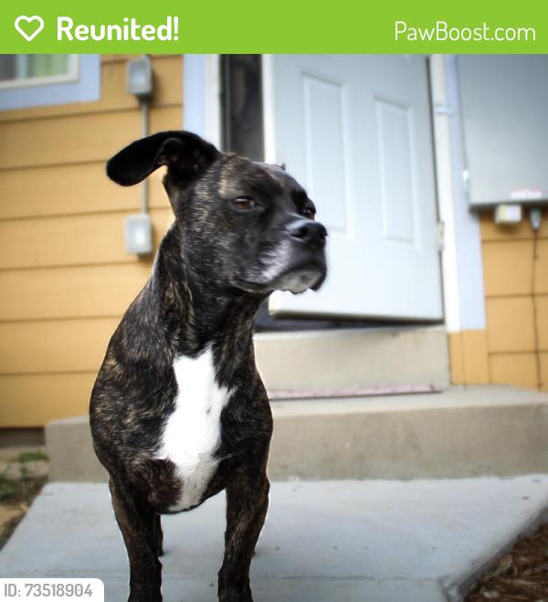 Reunited Male Dog last seen Near Nome St, Aurora, CO 80010, USA, Aurora, CO 80010