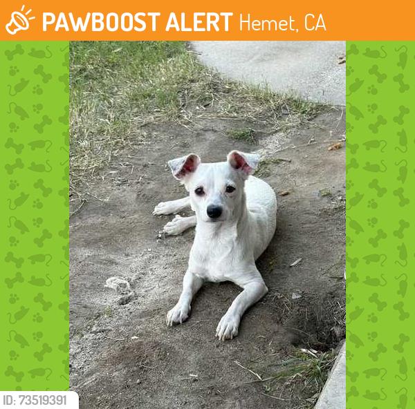 Found/Stray Male Dog last seen Johnson & Cornell, Hemet, CA 92583