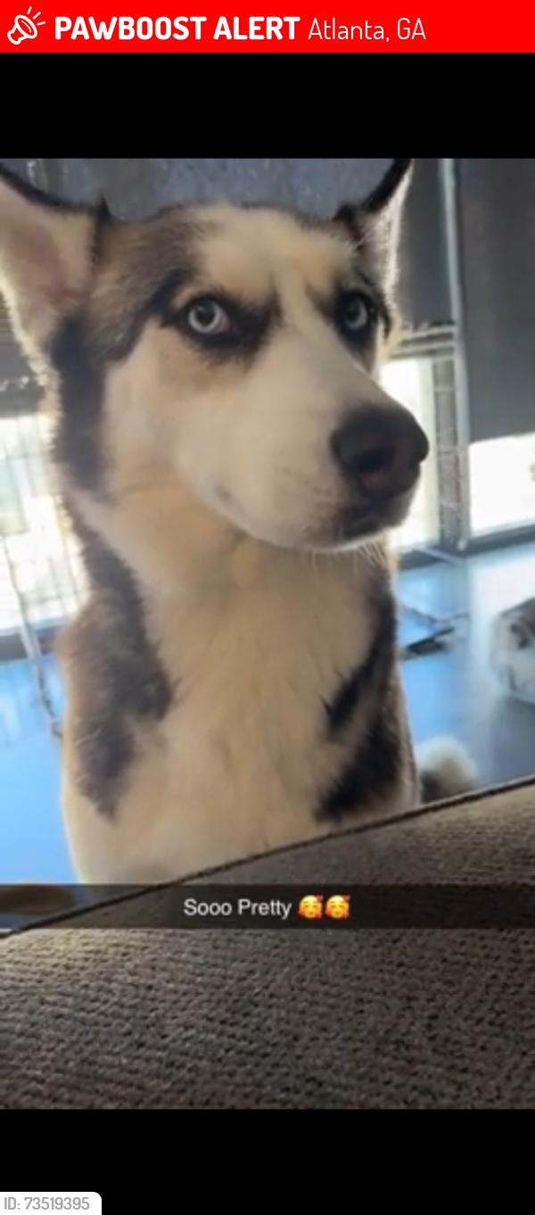 Lost Female Dog last seen Saint Andrew’s drive, Atlanta, GA 30331