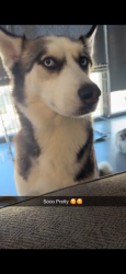 Lost Female Dog last seen Saint Andrew’s drive, Atlanta, GA 30331