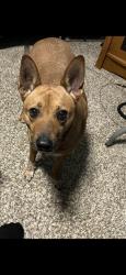 Lost Male Dog last seen Barton court running toward Ballard, Oak Ridge, NC 27235