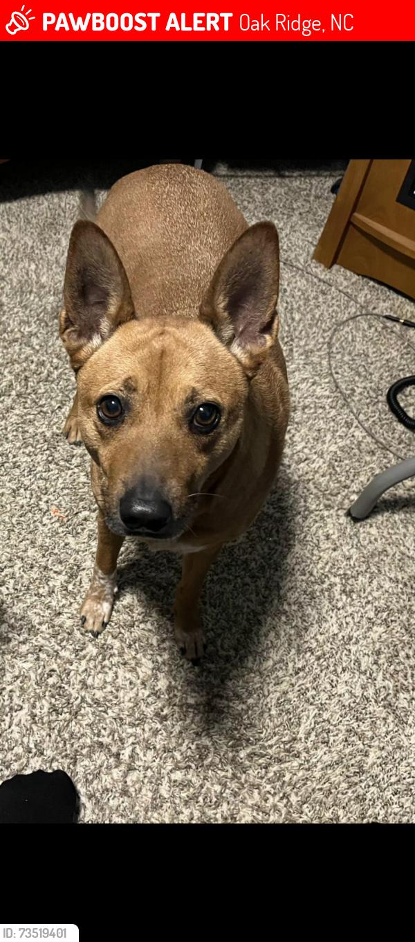 Lost Male Dog last seen Barton court running toward Ballard, Oak Ridge, NC 27235