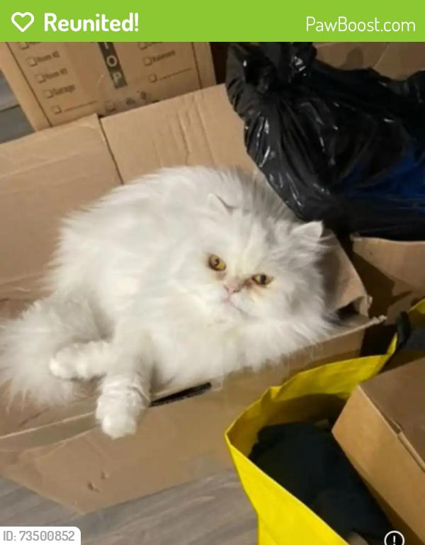 Reunited Male Cat last seen Ontario and west 28th ave, Vancouver, BC V5V 3H1