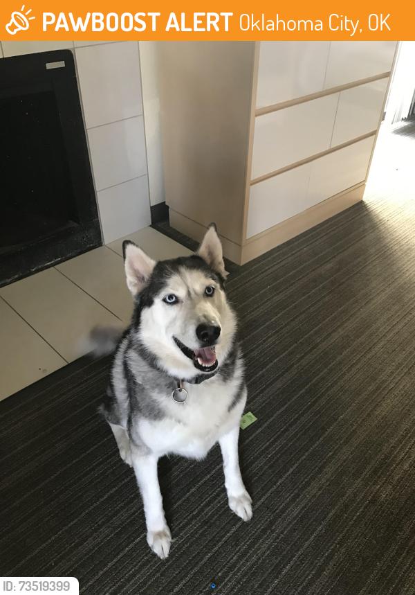 Found/Stray Male Dog last seen Reno and Meridian, Oklahoma City, OK 73107