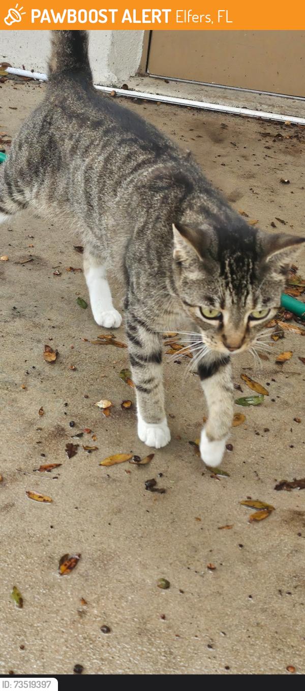 Found/Stray Female Cat last seen Grand Blvd and Poinsettia, Elfers, FL 34652