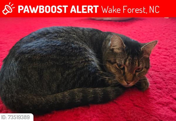 Lost Male Cat last seen Near Quarry Road, wake forest, nc, Wake Forest, NC 27587