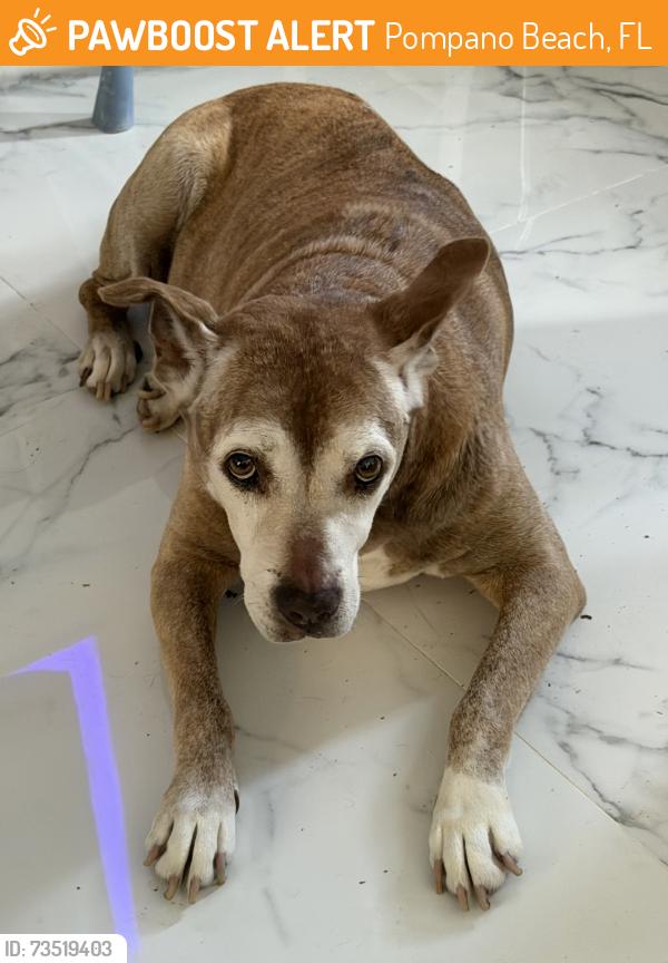 Found/Stray Female Dog last seen Near Ave and 49th. Pompano Beach, Pompano Beach, FL 33060