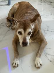 Found/Stray Female Dog last seen Near Ave and 49th. Pompano Beach, Pompano Beach, FL 33060