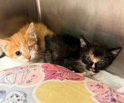 Shelter Stray Male Cat last seen Near Pinnacle Crest Loop, AUSTIN, TX, 78747, 7201 Levander Loop bldg a, Austin, TX 78702, USA