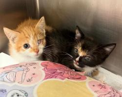 Shelter Stray Female Cat last seen Near Pinnacle Crest Loop, AUSTIN, TX, 78747, 7201 Levander Loop bldg a, Austin, TX 78702, USA