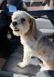 Reunited Male Dog last seen Copper Meadows Neighborhood, Youngsville, LA 70592
