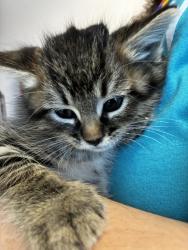 Shelter Stray Male Cat last seen Near E Hibiscus Avenue, White City Township, UT, 84070, 511 W 3900 S, Salt Lake City, UT 84123, USA