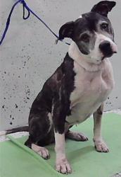 Found/Stray Female Dog last seen Sims Dr-77061, Houston, TX 77061
