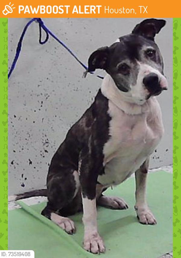 Found/Stray Female Dog last seen Sims Dr-77061, Houston, TX 77061