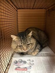 Shelter Stray Unknown Cat last seen Near Crown Colony Drive, AUSTIN, TX, 78747, 7201 Levander Loop bldg a, Austin, TX 78702, USA