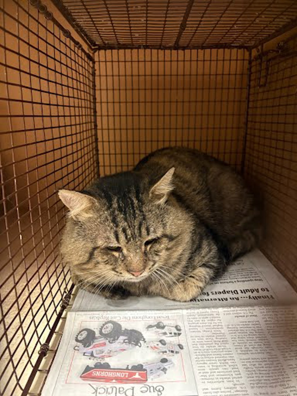 Shelter Stray Unknown Cat last seen Near Crown Colony Drive, AUSTIN, TX, 78747, 7201 Levander Loop bldg a, Austin, TX 78702, USA