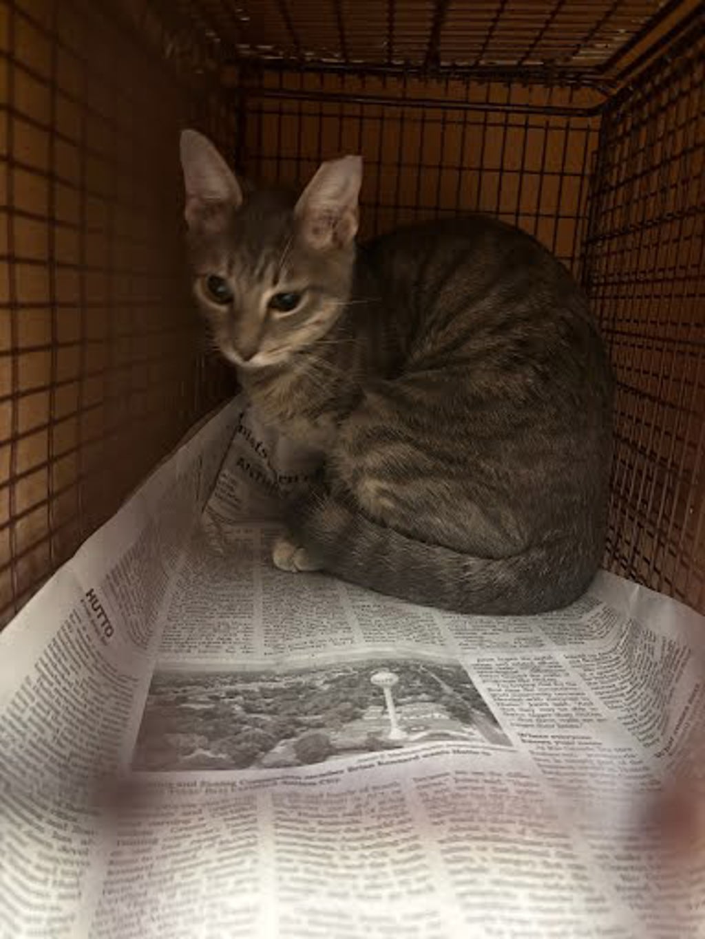 Shelter Stray Unknown Cat last seen Near Brownie Drive, AUSTIN, TX, 78753, 7201 Levander Loop bldg a, Austin, TX 78702, USA