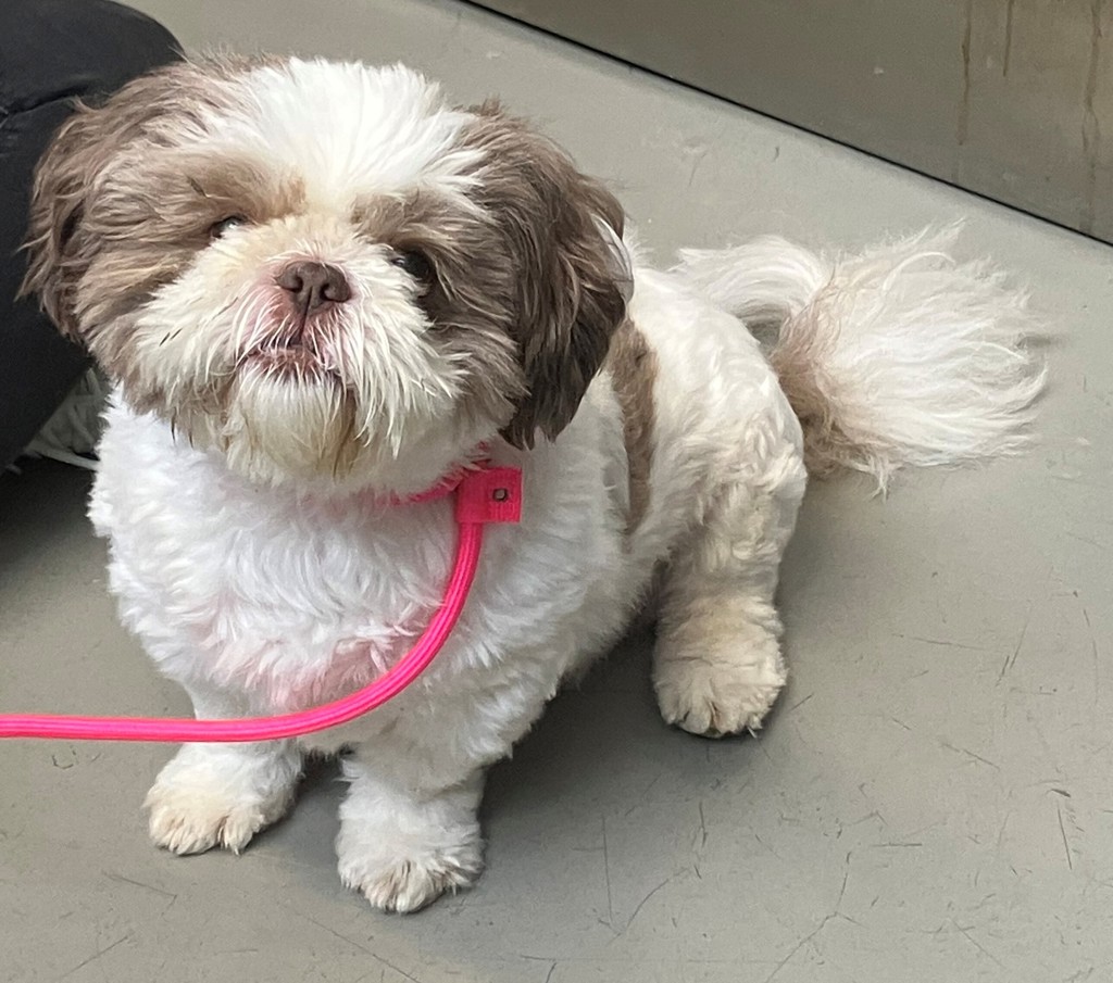 Shelter Stray Male Dog last seen Rolling Hill Green, STATEN ISLAND, NY, 10312, 3139 Veterans Rd W, Staten Island, NY 10309, USA