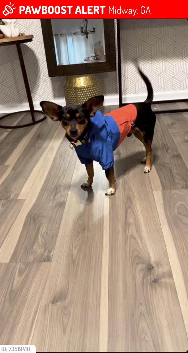 Lost Male Dog last seen Cay creek road midway GA, Midway, GA 31320