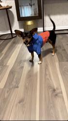 Lost Male Dog last seen Cay creek road midway GA, Midway, GA 31320
