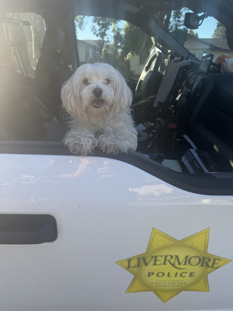 Shelter Stray Female Dog last seen N N Street, LIVERMORE, CA, 94551, 4651 Gleason Dr, Dublin, CA 94568, USA