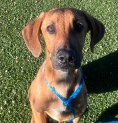Shelter Stray Male Dog last seen Belleview ad alkire, Morrison, CO, 80465, 580 McIntyre St, Golden, CO 80401, USA