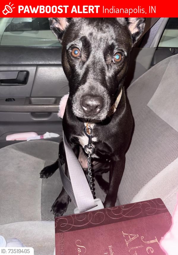 Lost Female Dog last seen Kentucky ave and Raymond st Indianapolis in, Indianapolis, IN 46221