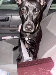Lost Female Dog last seen Kentucky ave and Raymond st Indianapolis in, Indianapolis, IN 46221
