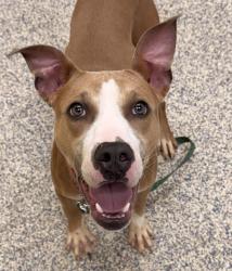 Shelter Stray Male Dog last seen Colfax and Kipling, Lakewood, CO, 80215, 580 McIntyre St, Golden, CO 80401, USA