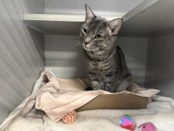Shelter Stray Male Cat last seen Near Duncan, BRONX, NY, 10456, 326 E 110th St, New York, NY 10029, USA