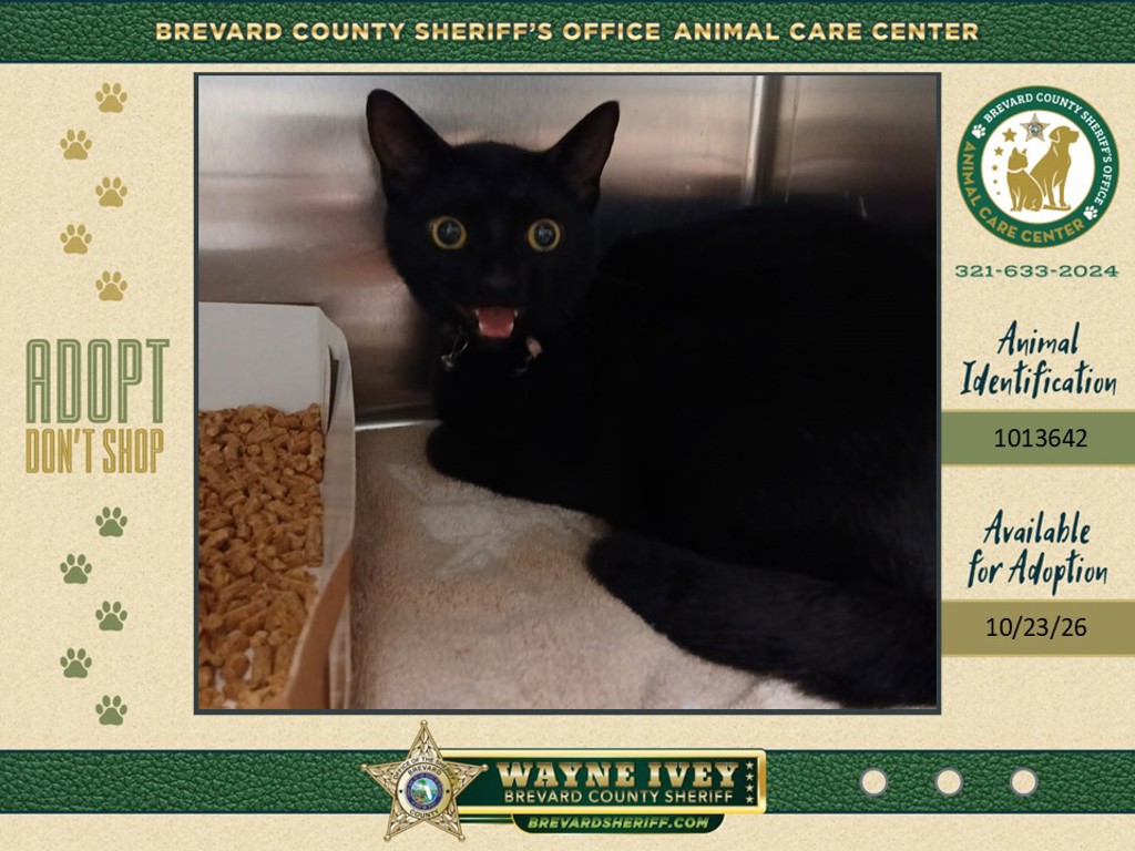 Shelter Stray Male Cat last seen Near Ligustrum Lane, MERRITT ISLAND, FL, 32953, 5100 W Eau Gallie Blvd, Melbourne, FL 32934, USA