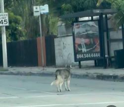 Found/Stray Unknown Dog last seen Gemini, La Puente, CA 91744